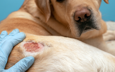 Managing Atopic Dermatitis in Dogs and Cats: A Clinic Guide to the Atopivet® Range
