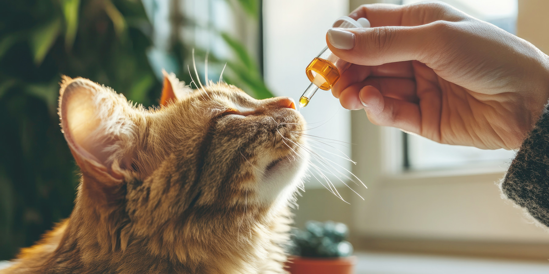 A fluffy tabby cat sniffing a liquid in a dropper bottle held by a person, possibly receiving a health supplement or treatment, indoors in a cozy setting